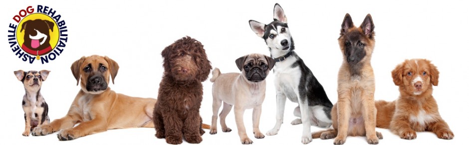Asheville Dog Rehabilitation